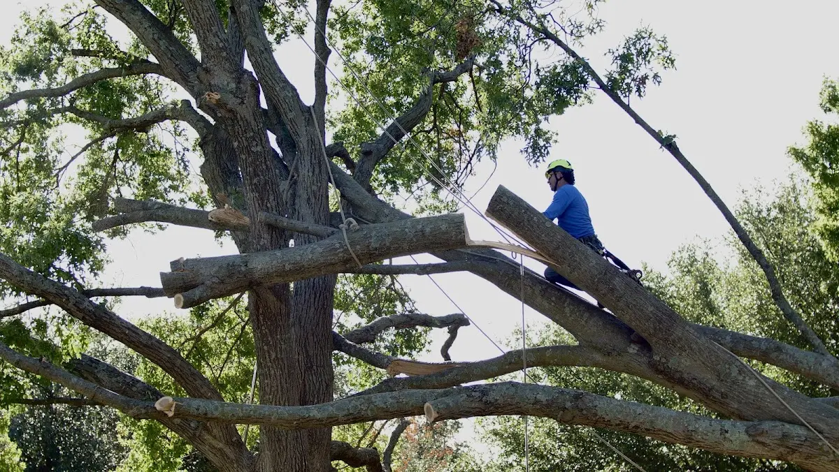 Professional Crown Thinning performed by certified arborists in Mainesburg