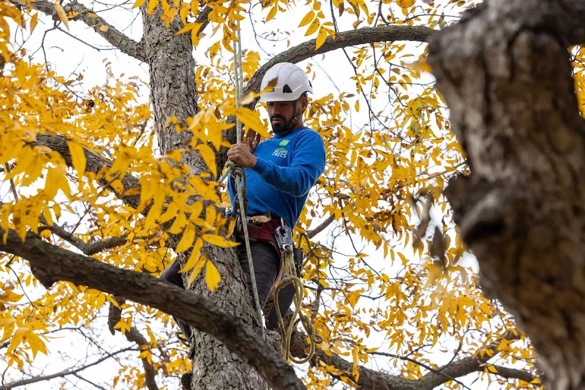 Skilled Tree Planting crew working in Mainesburg
